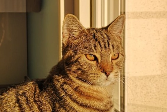 Alerta desaparecimento Gato  Macho , 3 anos Chuzelles France