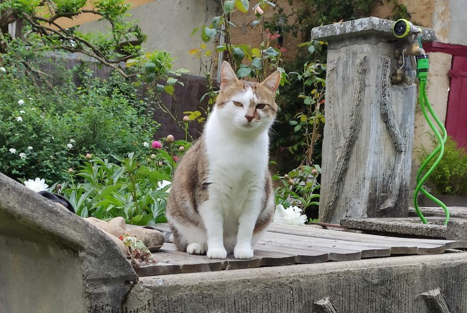 Alerta desaparecimento Gato  Fêmea , 6 anos Longechenal France