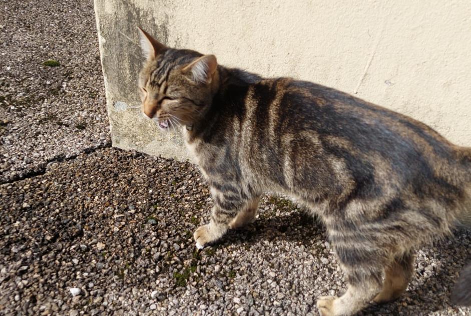 Alerta descoberta Gato Desconhecido Lans-en-Vercors France