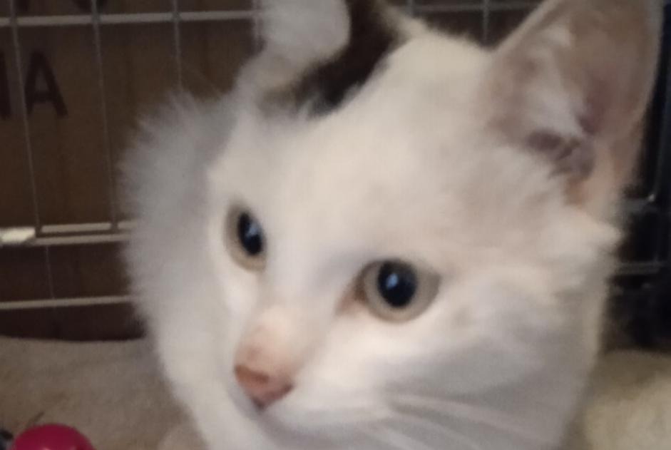 Alerta descoberta Gato cruzamento Macho Vienne France